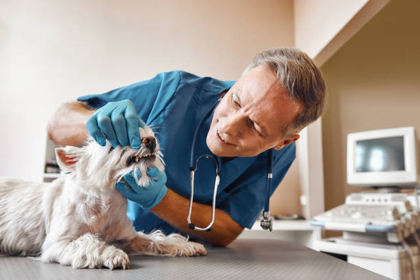 Best Weekend Emergency Dentist in Ballwin, MO